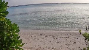 Морская черепаха на Мальдивах. Обзор глазами туриста