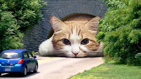 Топ 15 САМЫХ БОЛЬШИХ Кошек в МИРЕ