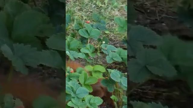 1000068373.mp4