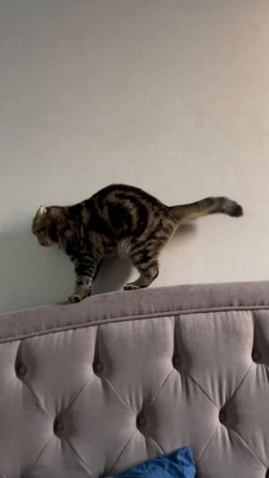 Забавная шотландская вислоухая кошечка 🐱
