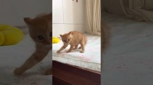 Животные приколы и не только