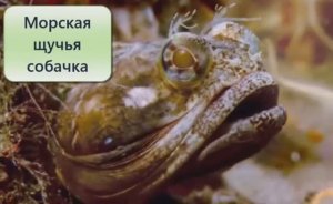 Битва на дне. Морская опера