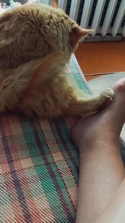 А лапки тёеееплые 😻🐾🩷