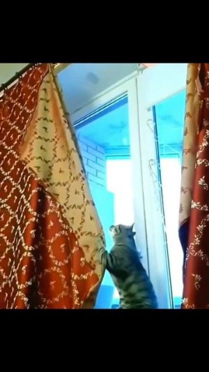 Животные приколы и не только