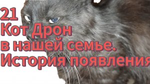 У нас появился 21-й кот.История появления.