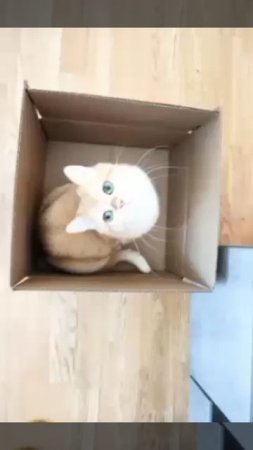 кошка в коробке