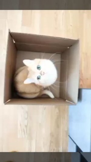 кошка в коробке