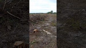 Роща