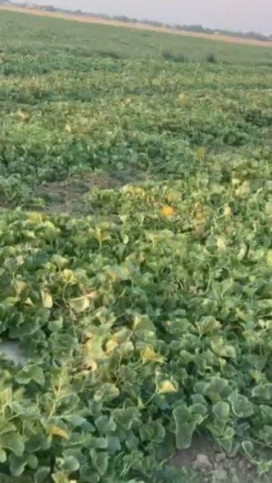 Дыня в объеме с поля от производителя