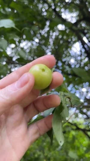 Кубань ранним утром.