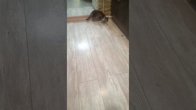VID_20250705_161350.3gp