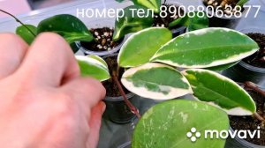 ИЗЛИШКИ ХОЙ,ПРОДАЖА ПОЧТОЙ.
КОМНАТНЫЕ РАСТЕНИЯ(ЦВЕТЫ).