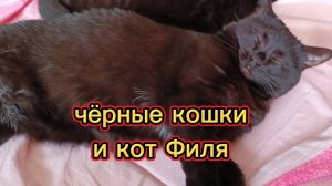 Доброе утро с кошечками.