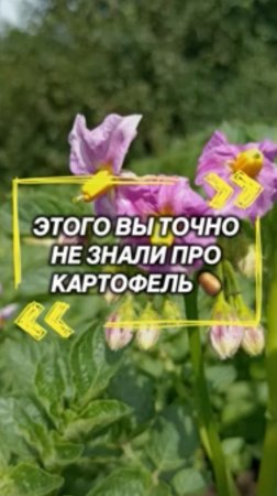 Этого вы точно не знали про картофель!

 #картошка  #драники  #картофель  #урожай  #сезон2025