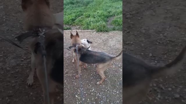 Спортивная красотка Руна ищет дом❤️