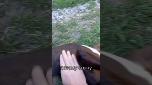Животные приколы и не только