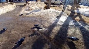 Дела в Вичуге , и получили две посылочки