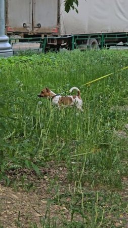 #собачка #reels #short #shorts #margo #shortvideo #shortsvideo #dog #dogs #doglife #dogshort #animal