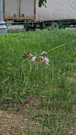 #собачка #reels #short #shorts #margo #shortvideo #shortsvideo #dog #dogs #doglife #dogshort #animal