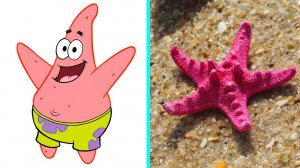 Спанч Боб Персонажи в Реальной Жизни