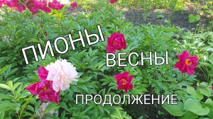Пионы это розы без шипов