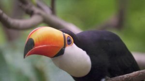 Mary Gu — Сокровище