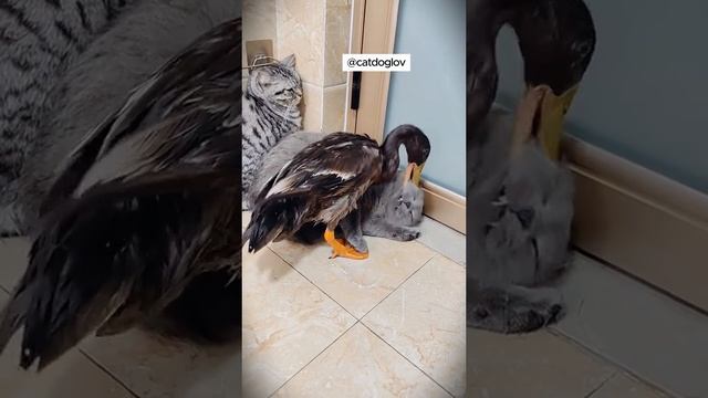 Животные приколы и не только