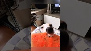 Животные приколы и не только