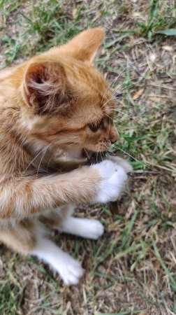 Кот-охотник с добычей: Феня поймал очередную цикаду