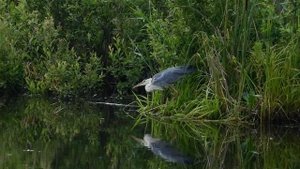 цапля серая