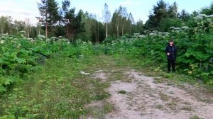 Борщевик, это наказание за людскую глупость