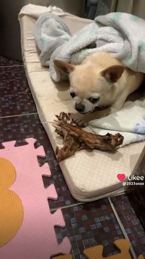 собака лёля