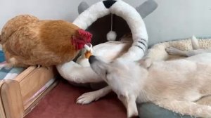Котенок принял курицу и щенка за свою маму - 2025 год