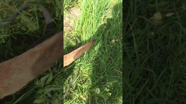 Олли ШРМ приют