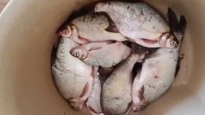 Krasnodar | Russia | fish in Town | Краснодар | Юбилейный микрорайон | рыбалка в черте города |