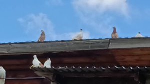 VID_20250626_140141 Уральские Монахи