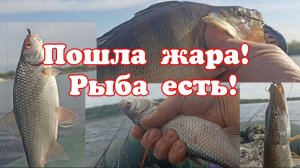 Пошла жара! Рыба есть!