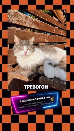 Факт_про_котиков_#cat_#котики_#животные_#домашниеживотные_#домашниелюбимцы