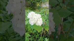 Летний полисадник