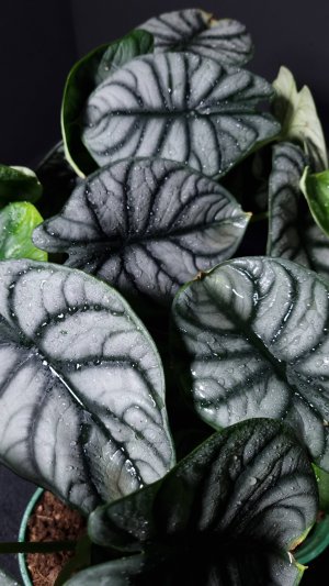 mp4_20250703_204354