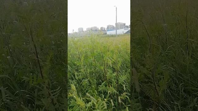Мужик в кустах у церкви