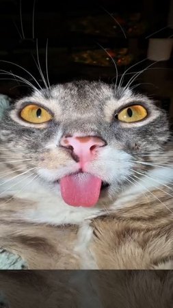 смешные коты эдит