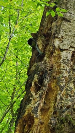 #12 Лес | Прогулка | Змея | Природа #nature #wildlife #travel #beautiful #peace