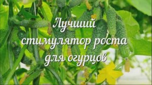 Мощный Стимулятор Роста для Огурцов