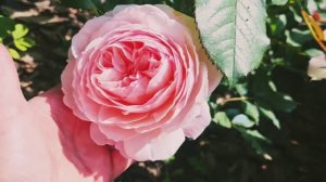 ДОЛГОЖДАННОЕ НАЧАЛО ЦВЕТЕНИЯ РОЗ В ЛЕНИНГРАДСКОЙ ОБЛАСТИ! 💖🌹ЛИВНИ ВРЕМЕННО ЗАКОНЧИЛИСЬ.🌞