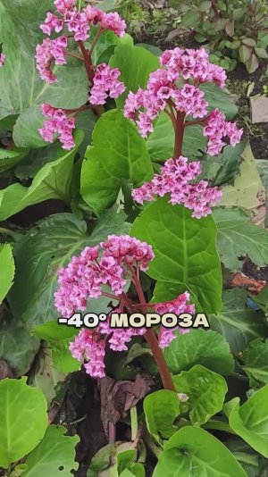 Сажайте и не Переживайте: выдержат даже -40!💥❄️