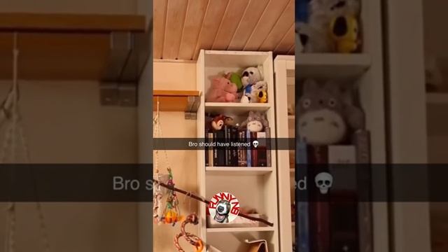 Животные приколы и не только