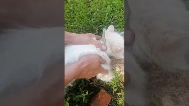 Пришел пушок с банкой на шее, спасательная операция