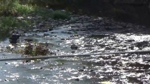 веб камера устье реки западный дагомыс онлайн в реальном времени
