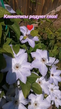 КЛИМАТИСЫ. ЦВЕТЫ. КРАСОТИЩА. #цветы #красота #природа #деревня
